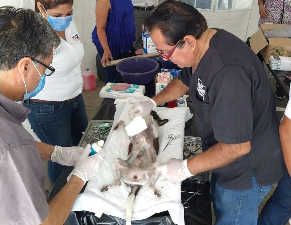 Veracruz promueve control natal de mascotas