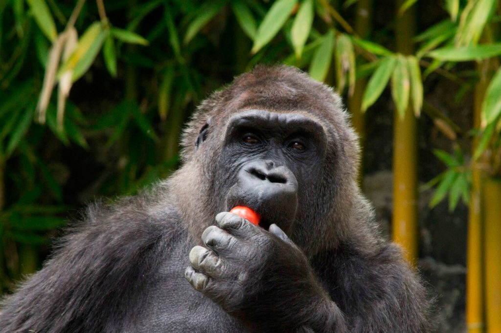 Muere gorila Arila en Parque Ecológico Zacango